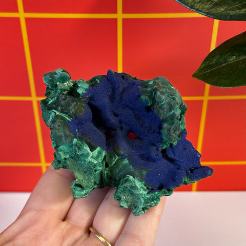 Azurite on Velvet Malachite specimen, deep blue azurite nestled in vibrant green malachite.