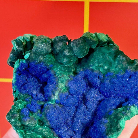 Vibrant blue azurite crystals on green velvet malachite mineral specimen.