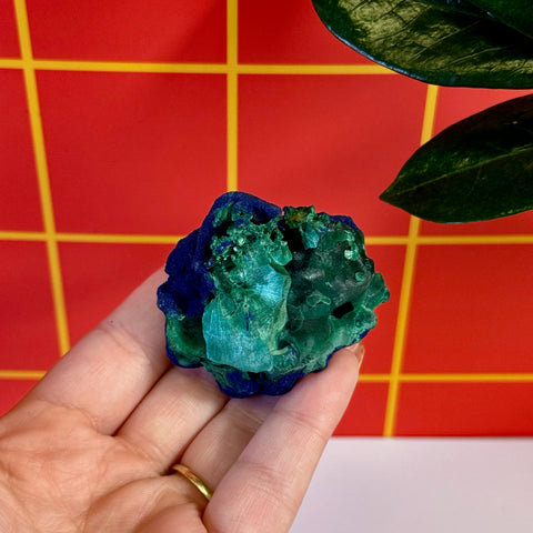 Azurite on velvet malachite specimen, vibrant blue and green, held in hand against red grid.