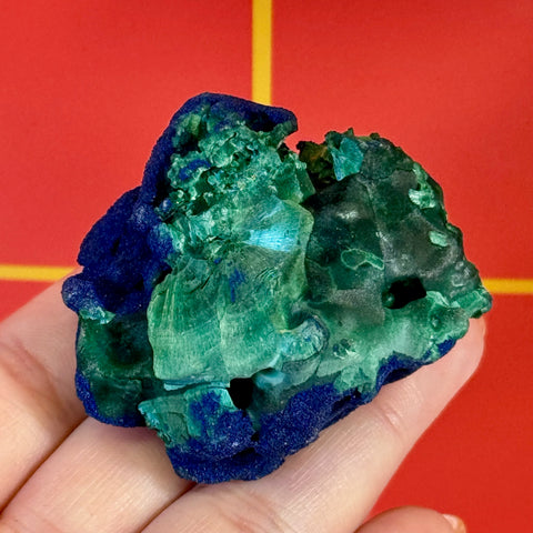 Azurite on velvet malachite mineral specimen, deep blue and vibrant green, held in a hand.