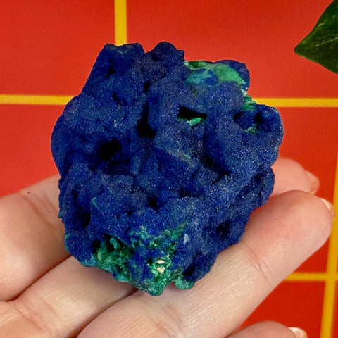Vibrant blue azurite mineral specimen with green velvet malachite on a hand.