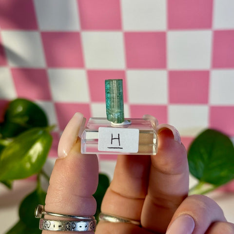 Bicolour Green Tourmaline H 8 - Kenna's Crystals from TikTok