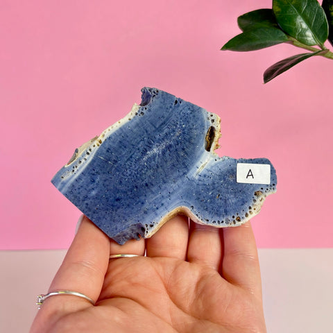 Blue Coral Slice
