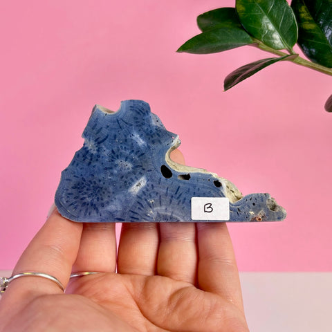 Blue Coral Slice