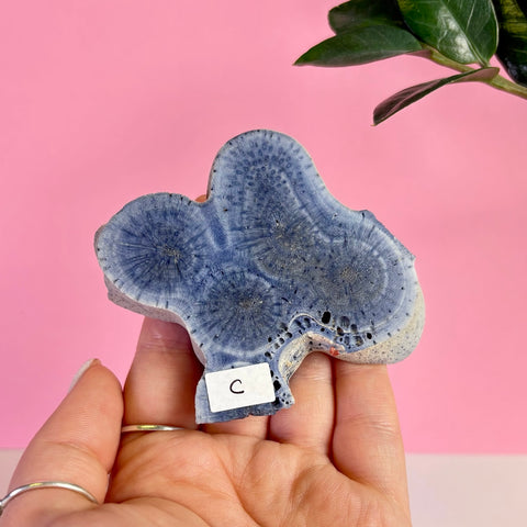 Blue Coral Slice