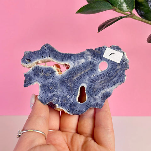 Blue Coral Slice