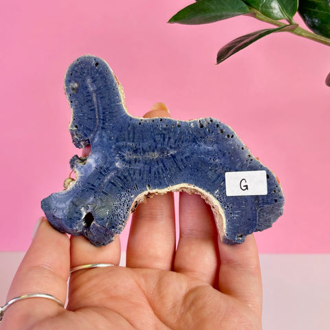 Blue Coral Slice