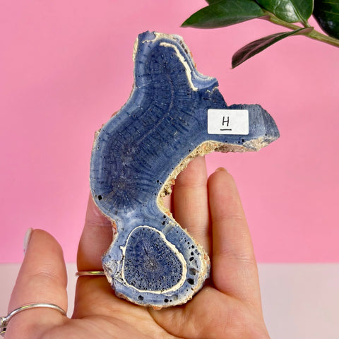 Blue Coral Slice