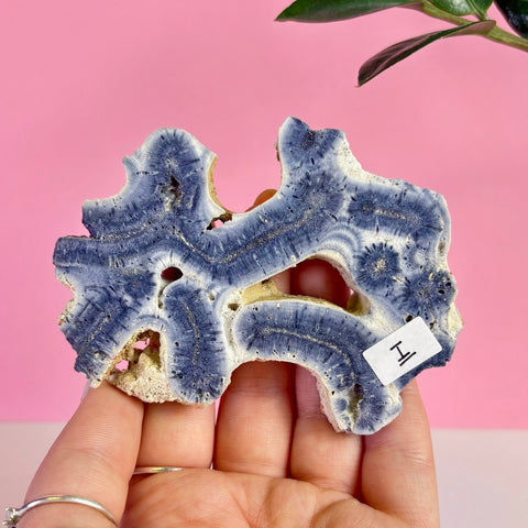 Blue Coral Slice