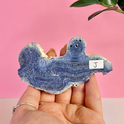 Blue Coral Slice