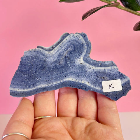 Blue Coral Slice