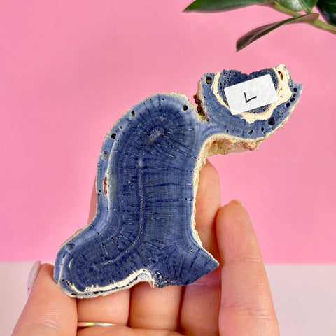 Blue Coral Slice