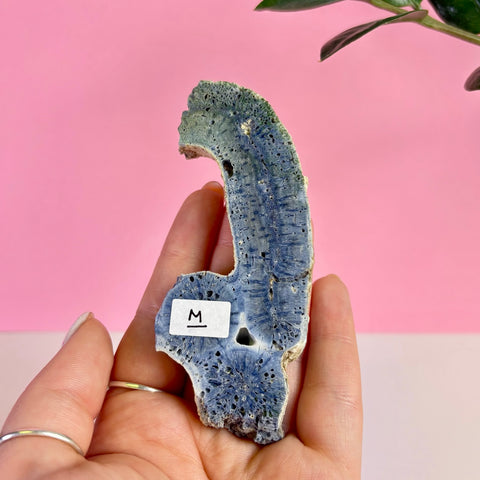 Blue Coral Slice