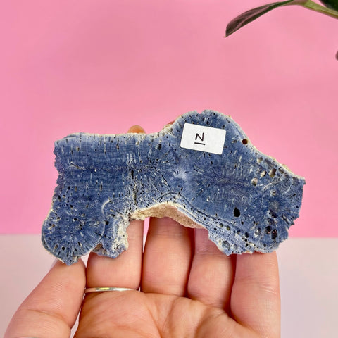 Blue Coral Slice