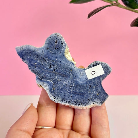 Blue Coral Slice