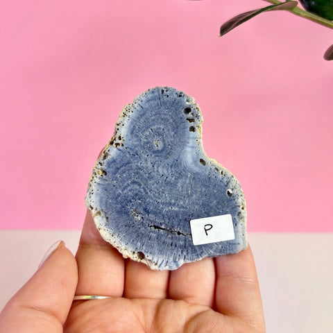 Blue Coral Slice