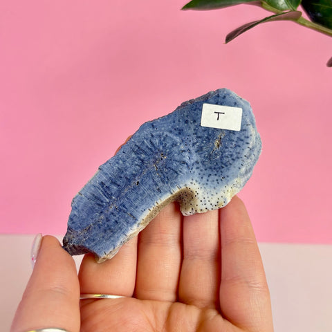 Blue Coral Slice