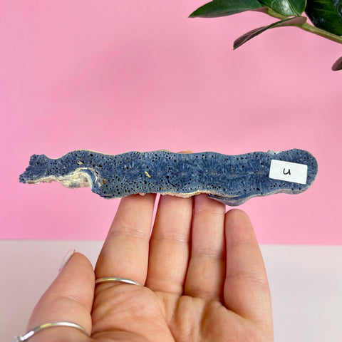 Blue Coral Slice