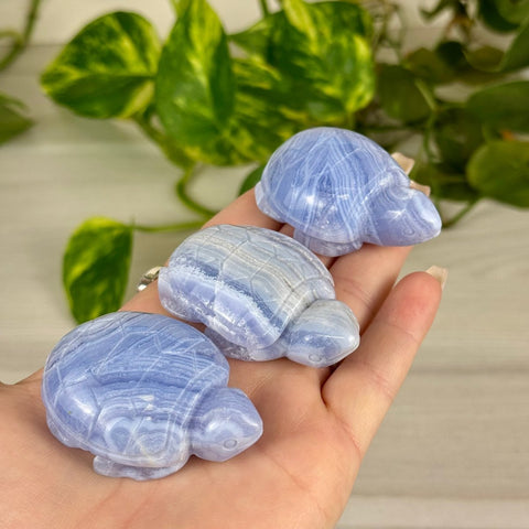 Blue Lace Agate Turtle 111 6 - Kenna's Crystals from TikTok