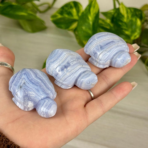 Blue Lace Agate Turtle 122 7 - Kenna's Crystals from TikTok