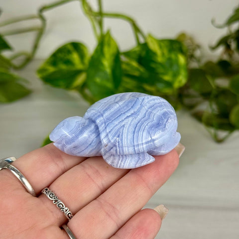 Blue Lace Agate Turtle 155 9 - Kenna's Crystals from TikTok