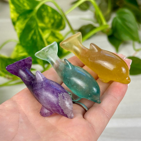 Candy Fluorite Dolphin 1 - Kenna's Crystals from TikTok