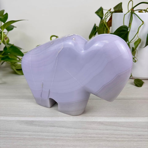 Carlito The Bison 1 - Kenna's Crystals from TikTok