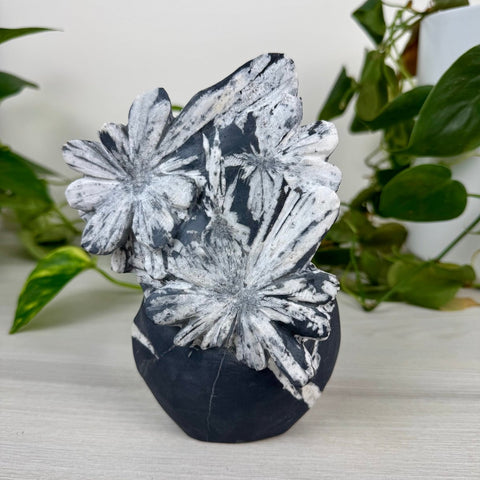 Chrysanthemum Stone Free Form I 9 - Kenna's Crystals from TikTok