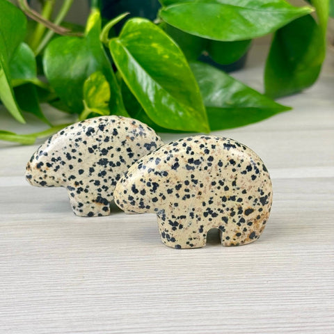 Dalmatian Jasper Bear 1 - Kenna's Crystals from TikTok