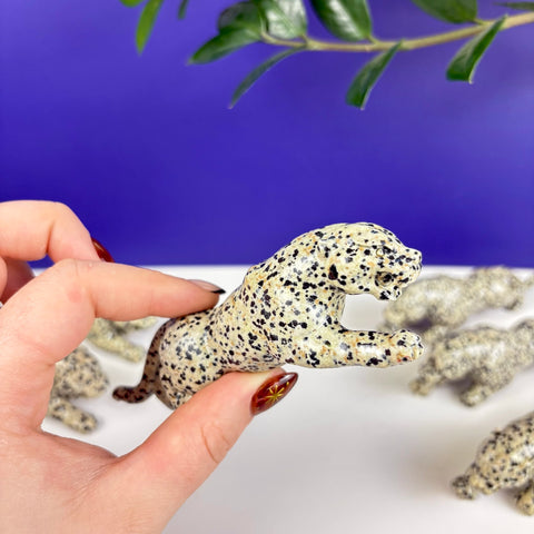 Dalmatian Jasper Leopard - Kenna's Crystals