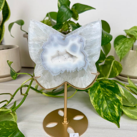 Druzy Agate Butterfly with Custom Stand F 6 - Kenna's Crystals from TikTok