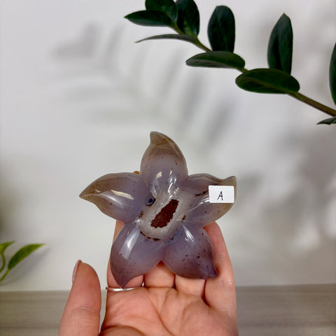 Druzy Agate Sea Star
