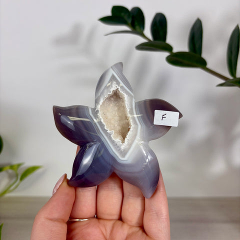 Druzy Agate Sea Star