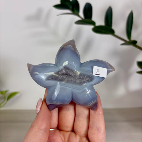Druzy Agate Sea Star