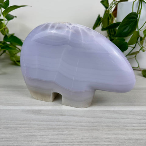 Eleanor The Bear 1 - Kenna's Crystals from TikTok