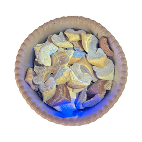 Fossilized Sweet Tooth Shark Tooth - Large 6 - Kenna's Crystals from TikTok