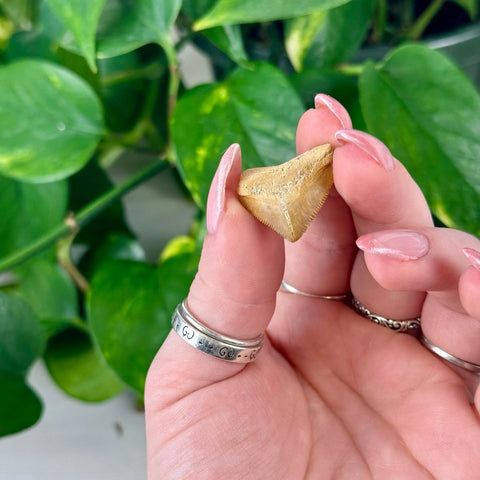 Fossilized Sweet Tooth Shark Tooth - Large 5 - Kenna's Crystals from TikTok