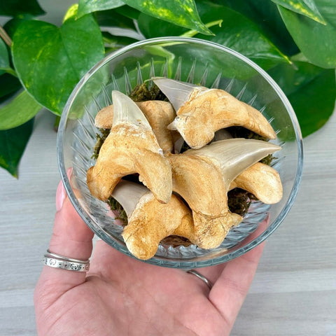 Fossilized Sweet Tooth Shark Tooth - Large 4 - Kenna's Crystals from TikTok