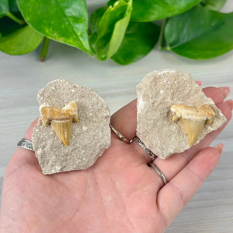 Fossilized Sweet Tooth Shark Tooth - On Matrix 1 - Kenna's Crystals from TikTok