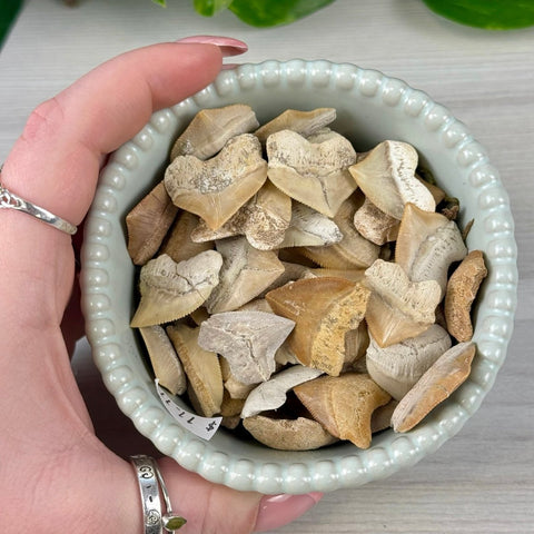 Fossilized Sweet Tooth Shark Tooth - Serrated 3 - Kenna's Crystals from TikTok