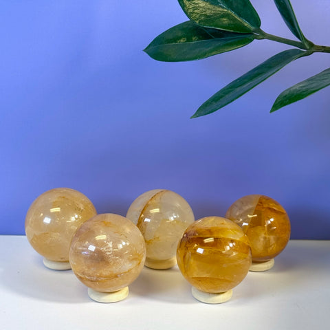 Five Girasol Golden Healer spheres in varying shades of yellow and orange, on white stands.