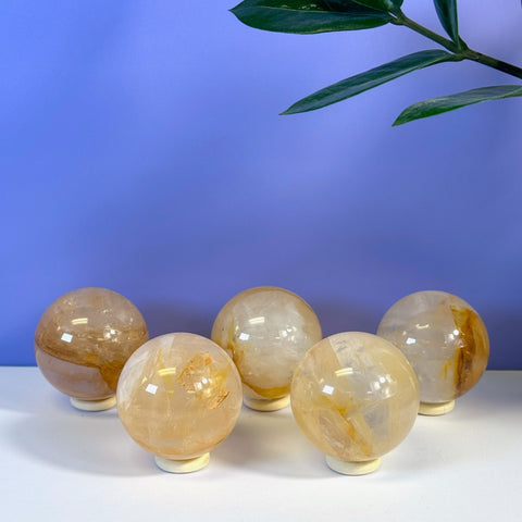 Five translucent golden healer girasol quartz spheres on white stands against a purple wall.