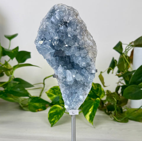 Glacier Blue Celestite Geode (W/ Custom Stand) L 12 - Kenna's Crystals from TikTok