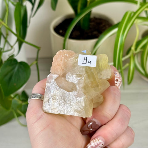 Green Goblin Apophyllite H4 66 - Kenna's Crystals from TikTok