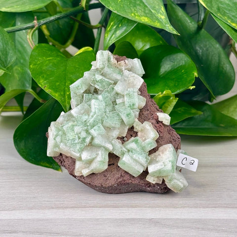 Green Tea Apophyllite C2 29 - Kenna's Crystals from TikTok