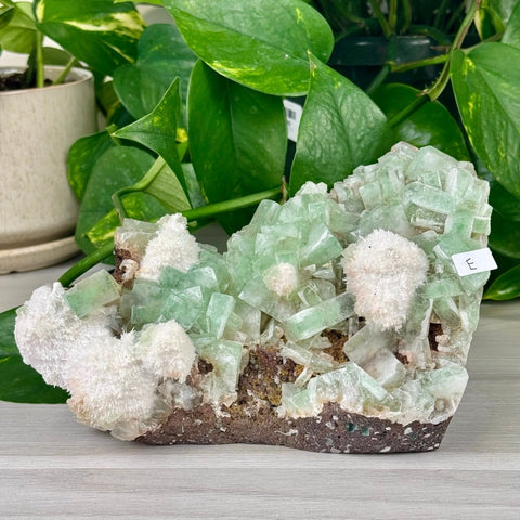 Green Tea Apophyllite E 5 - Kenna's Crystals from TikTok