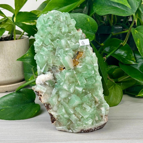 Green Tea Apophyllite G 7 - Kenna's Crystals from TikTok