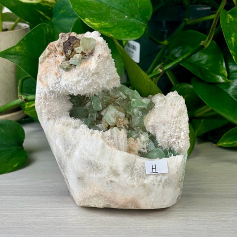 Green Tea Apophyllite H 8 - Kenna's Crystals from TikTok