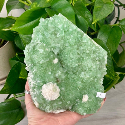 Green Tea Apophyllite I 9 - Kenna's Crystals from TikTok