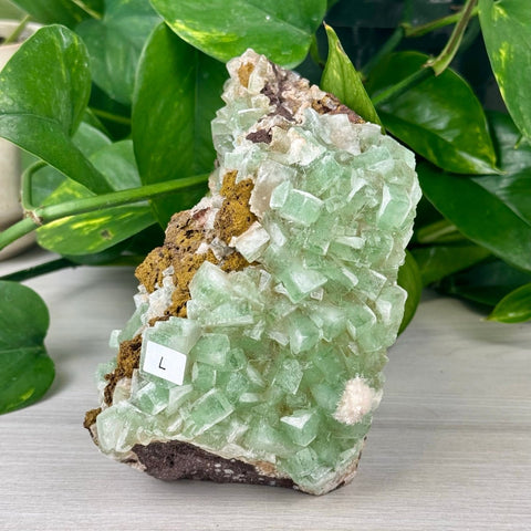 Green Tea Apophyllite L 12 - Kenna's Crystals from TikTok